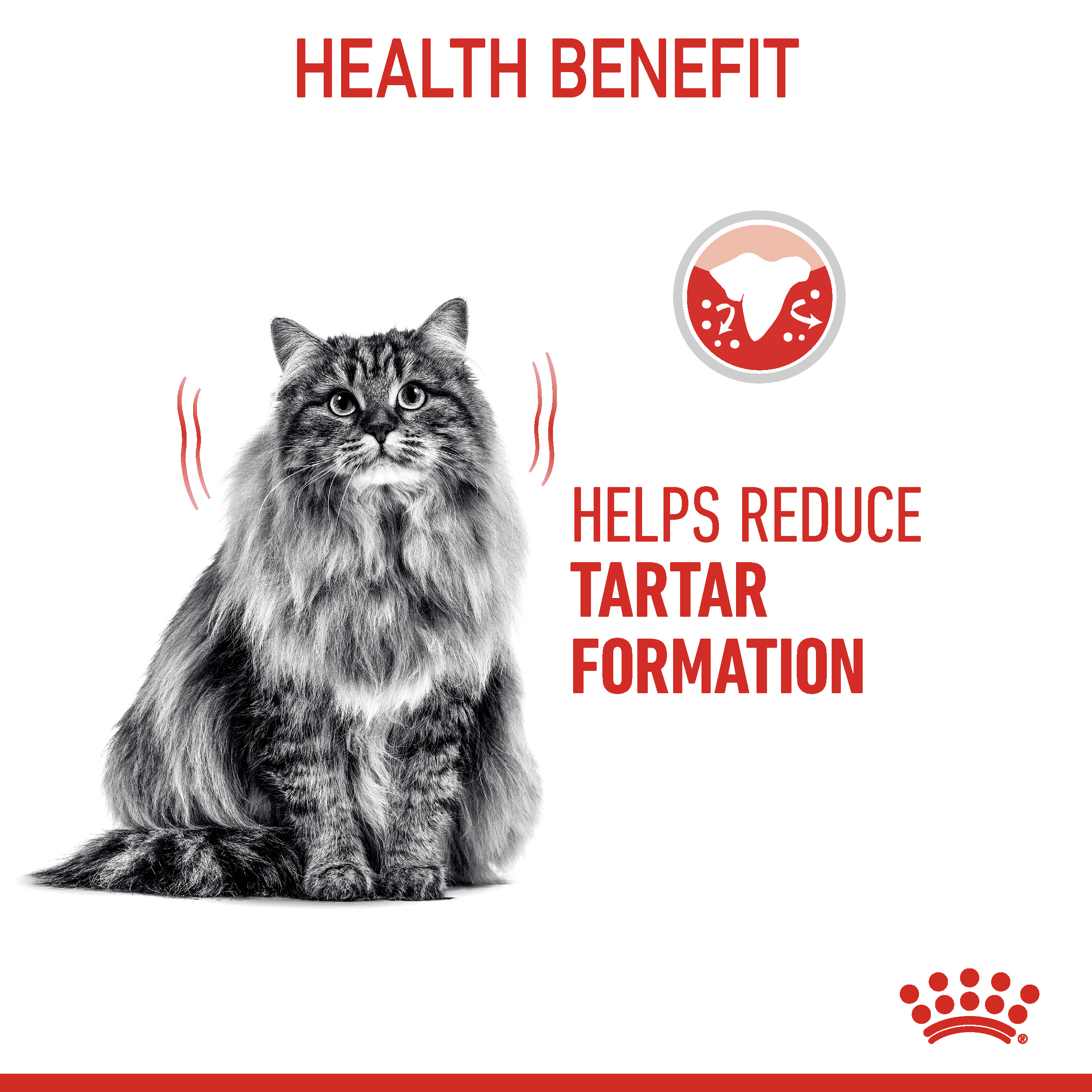 Dental Care Cat Food Royal Canin UK