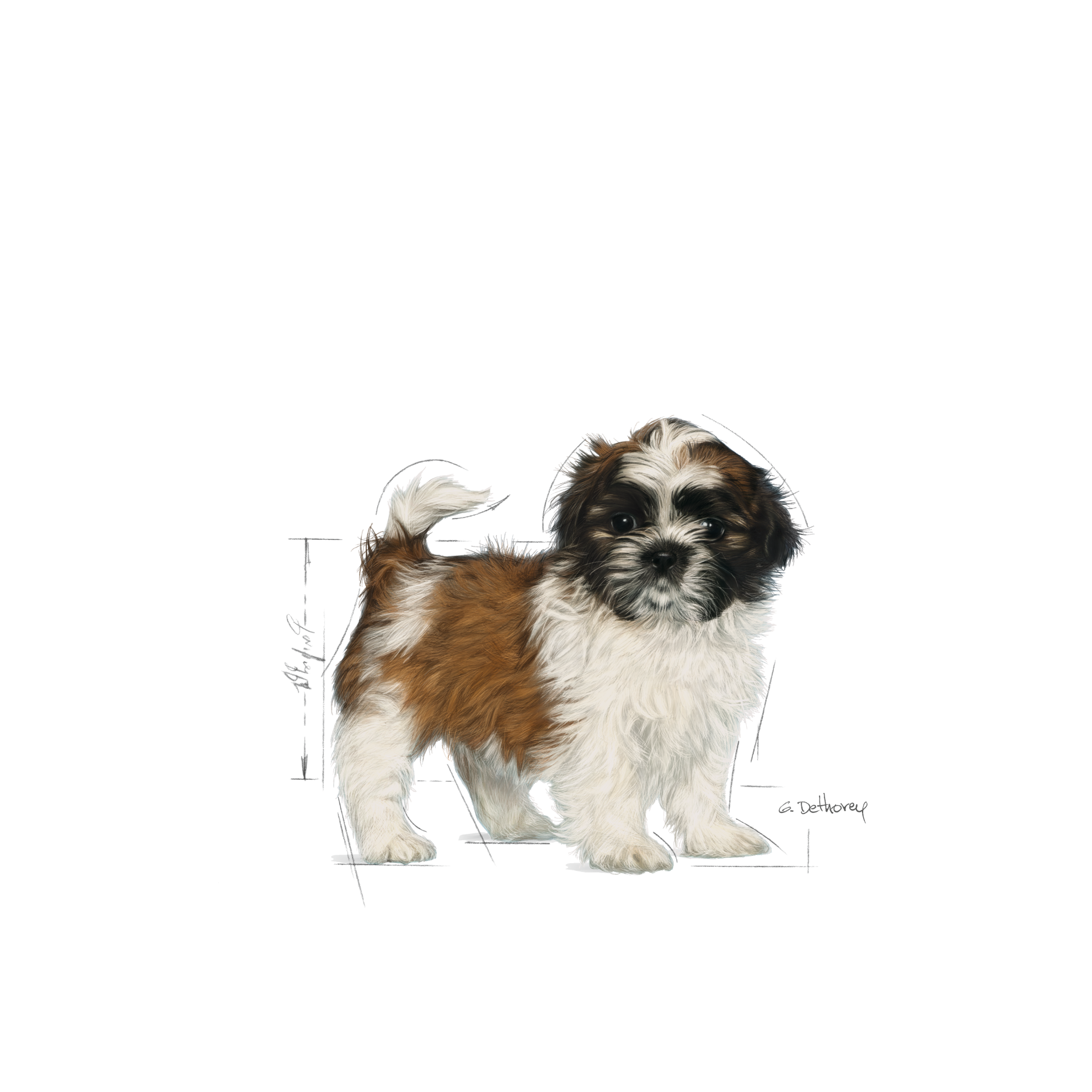 royal shih tzu puppy