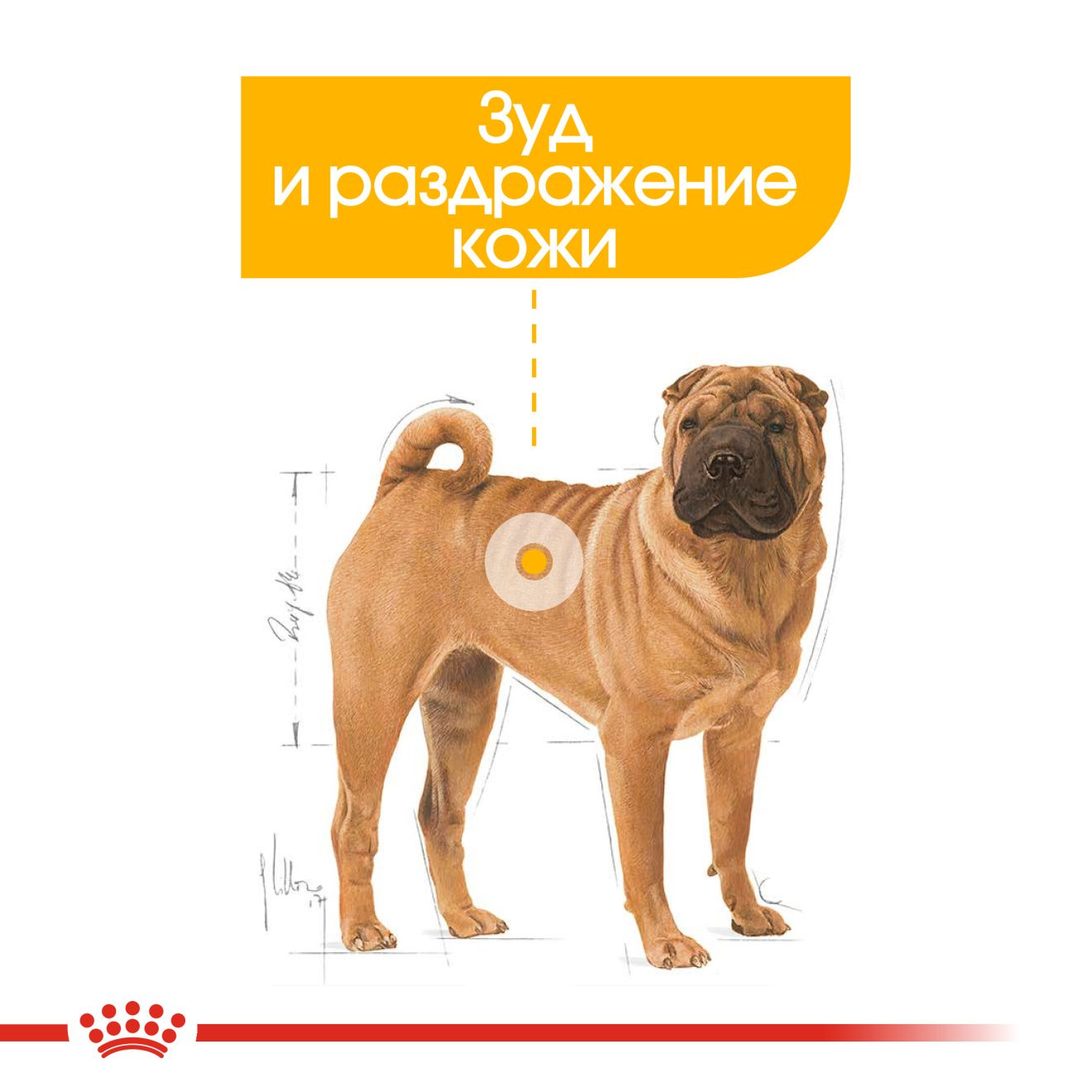 royal canin medium dermacomfort 10kg